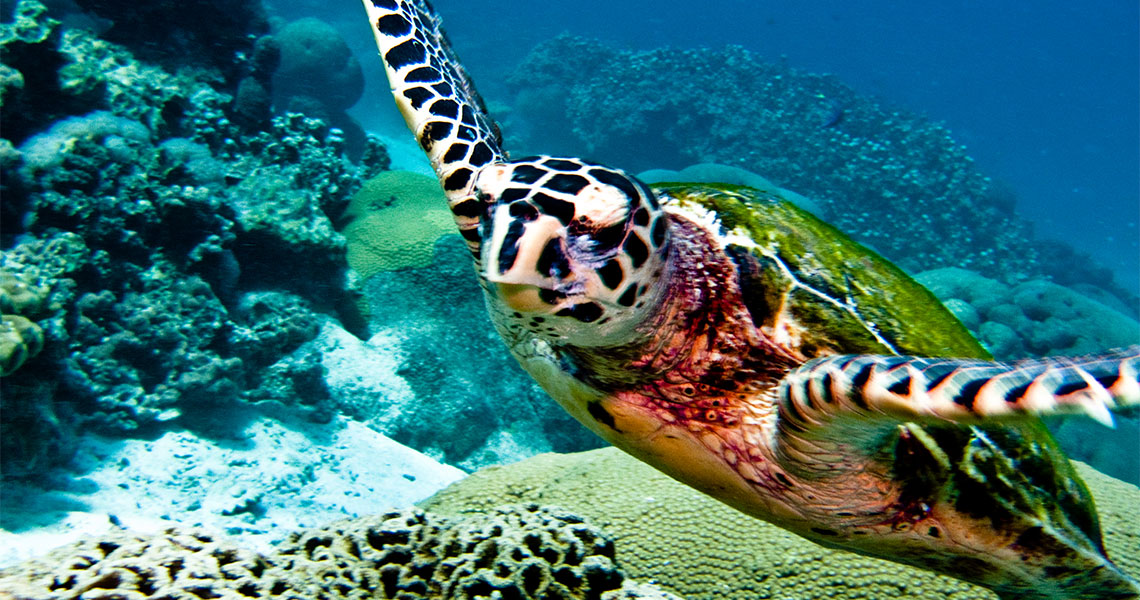 Go diving in Hin Muang