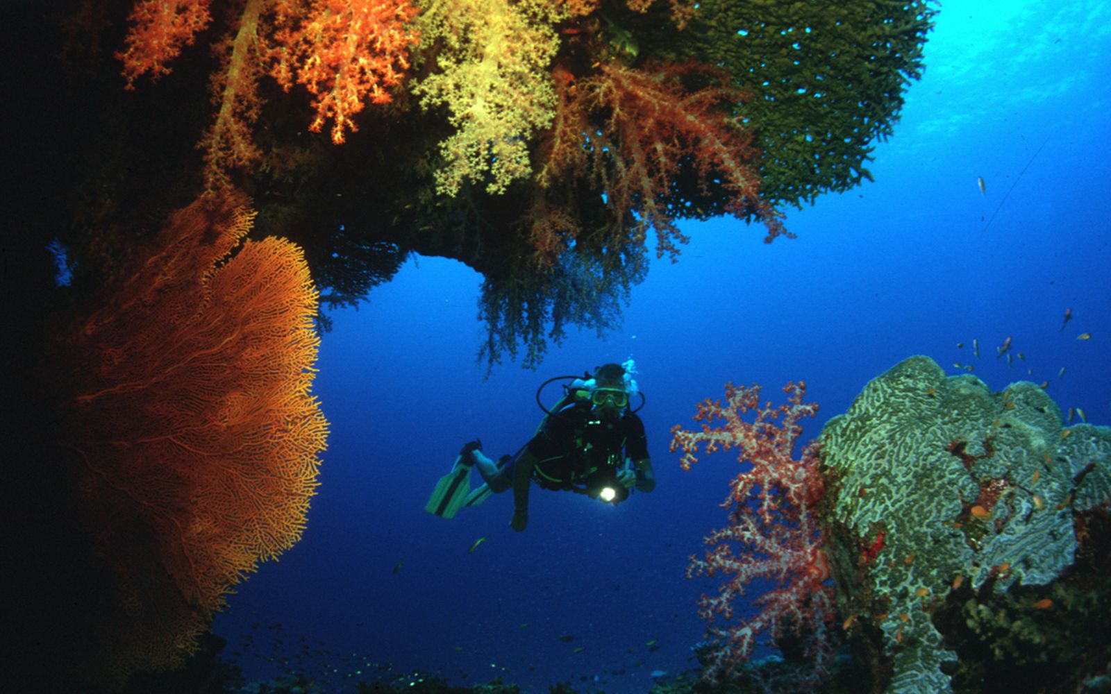 Go diving in Hin Muang