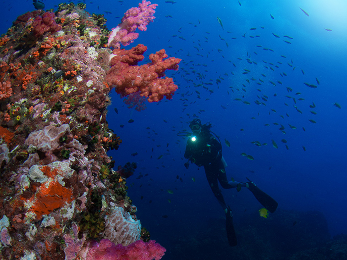 Go diving in Hin Muang