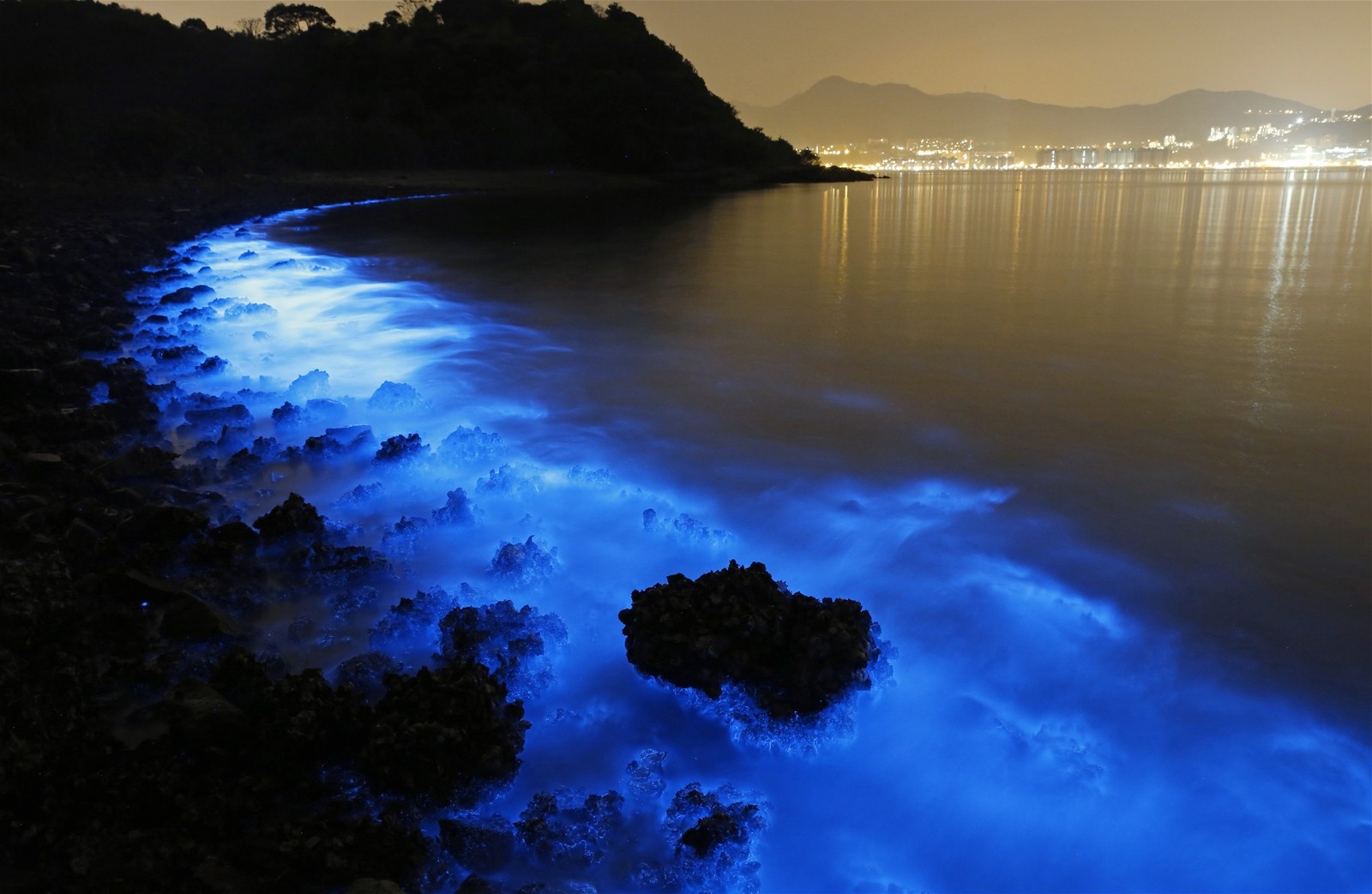 the fish glows in koh phi phi