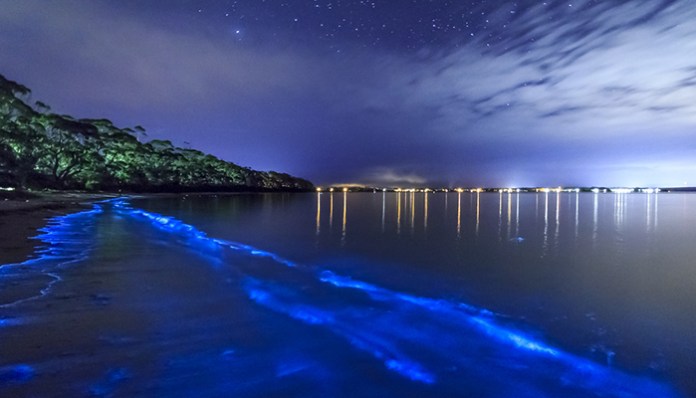 the fish glows in koh phi phi