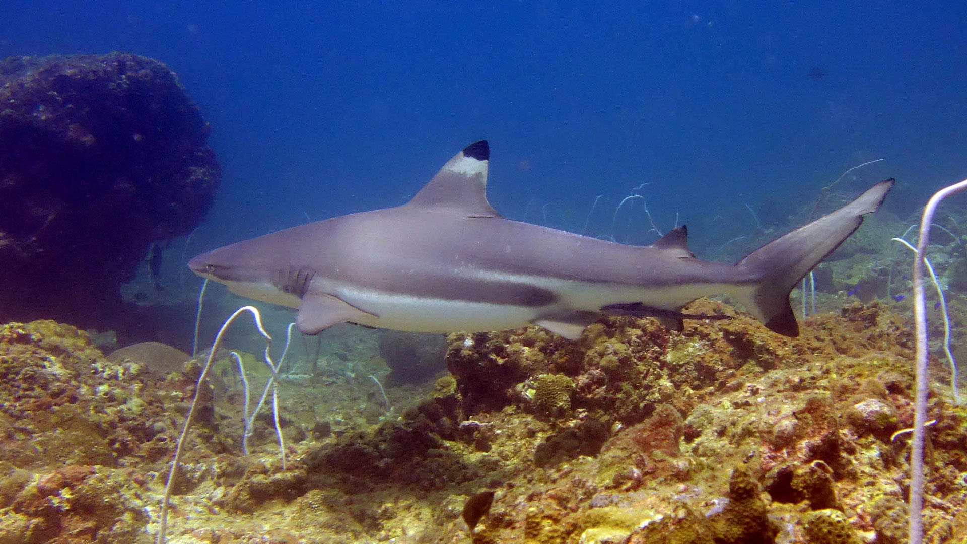 Sharks in phi phi