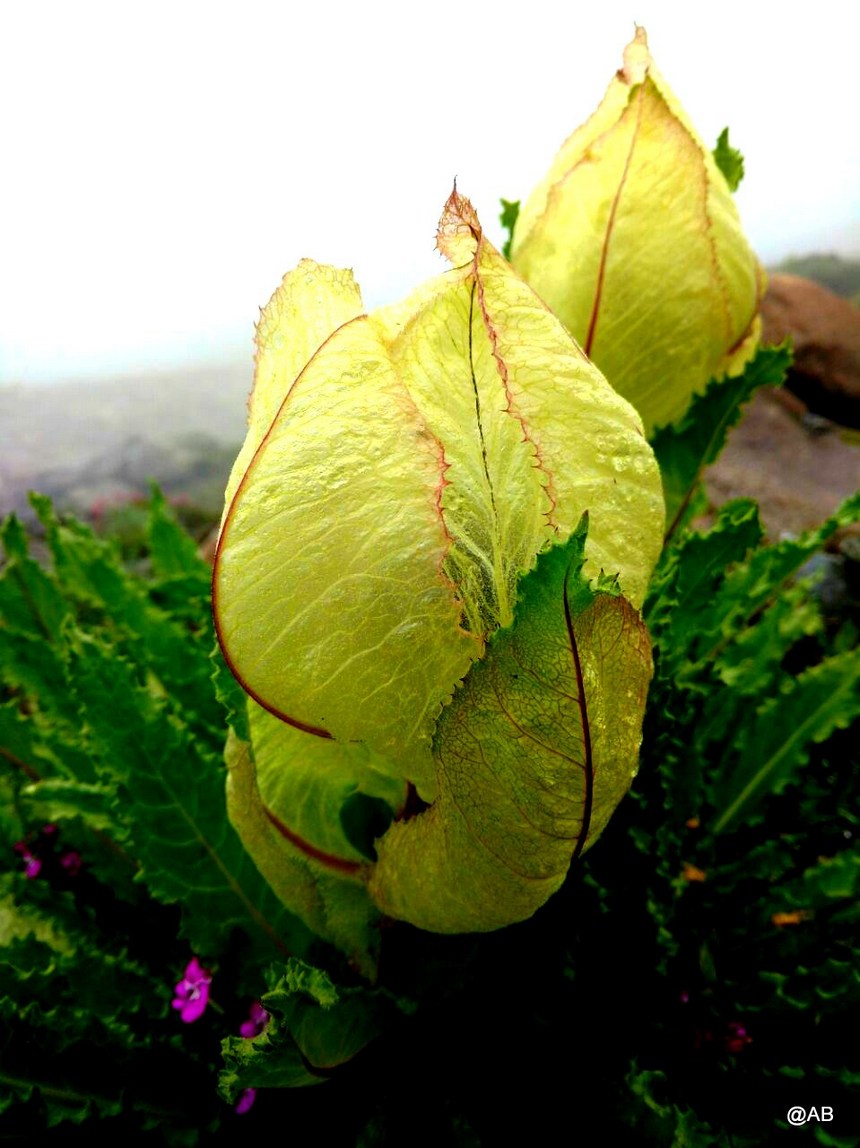 valley of flowers india bhyundar valley how to reach valley of flowers 2