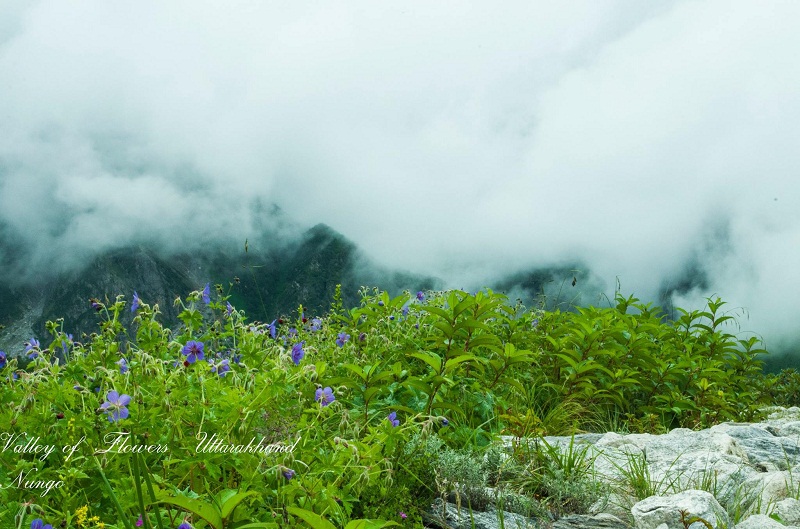 valley of flowers india bhyundar valley how to reach valley of flowers (1)