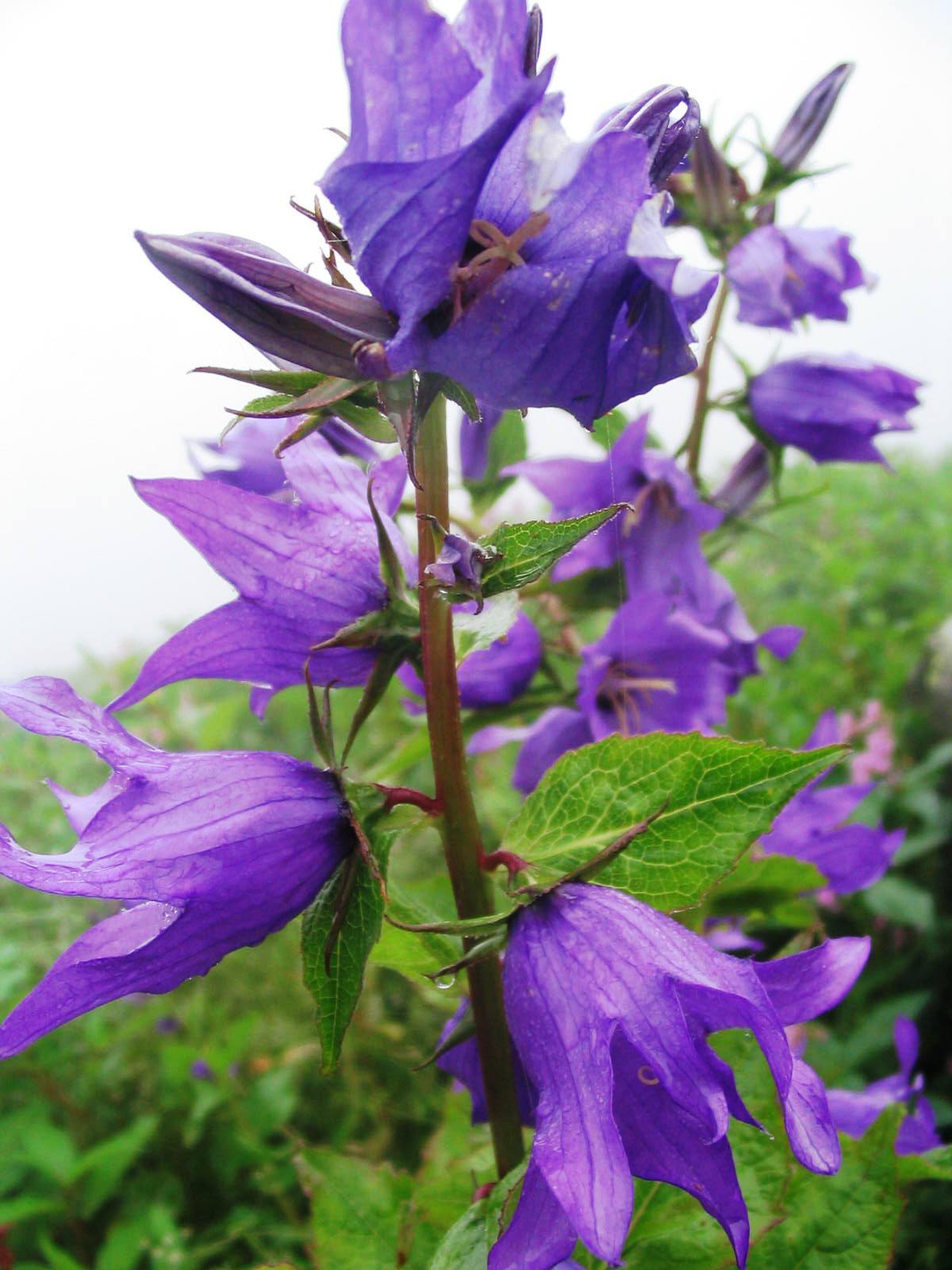 valley of flowers india bhyundar valley how to reach valley of flowers 3