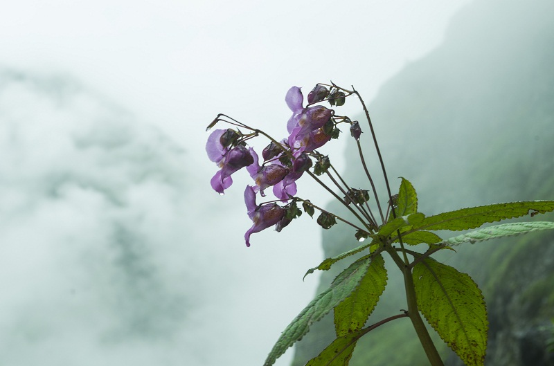 valley of flowers india bhyundar valley how to reach valley of flowers (1)