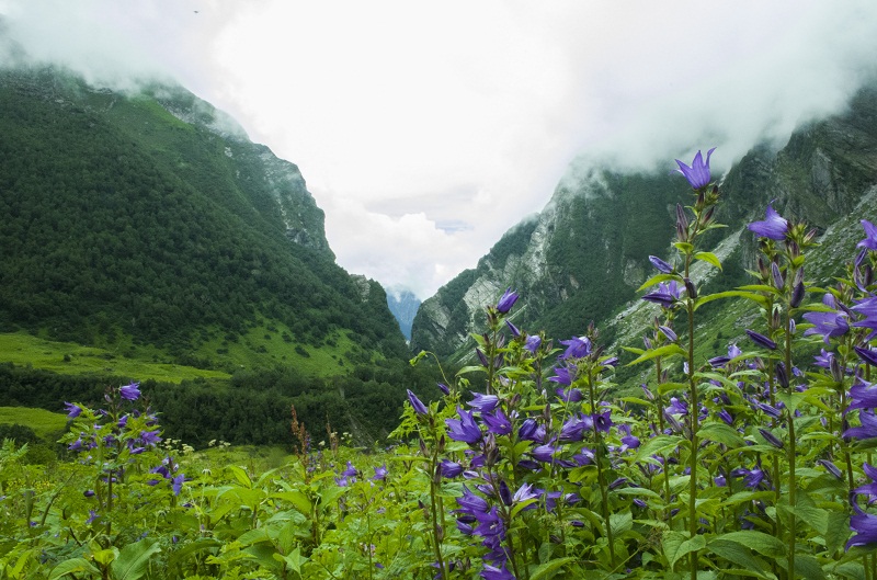 valley of flowers india bhyundar valley how to reach valley of flowers (1)