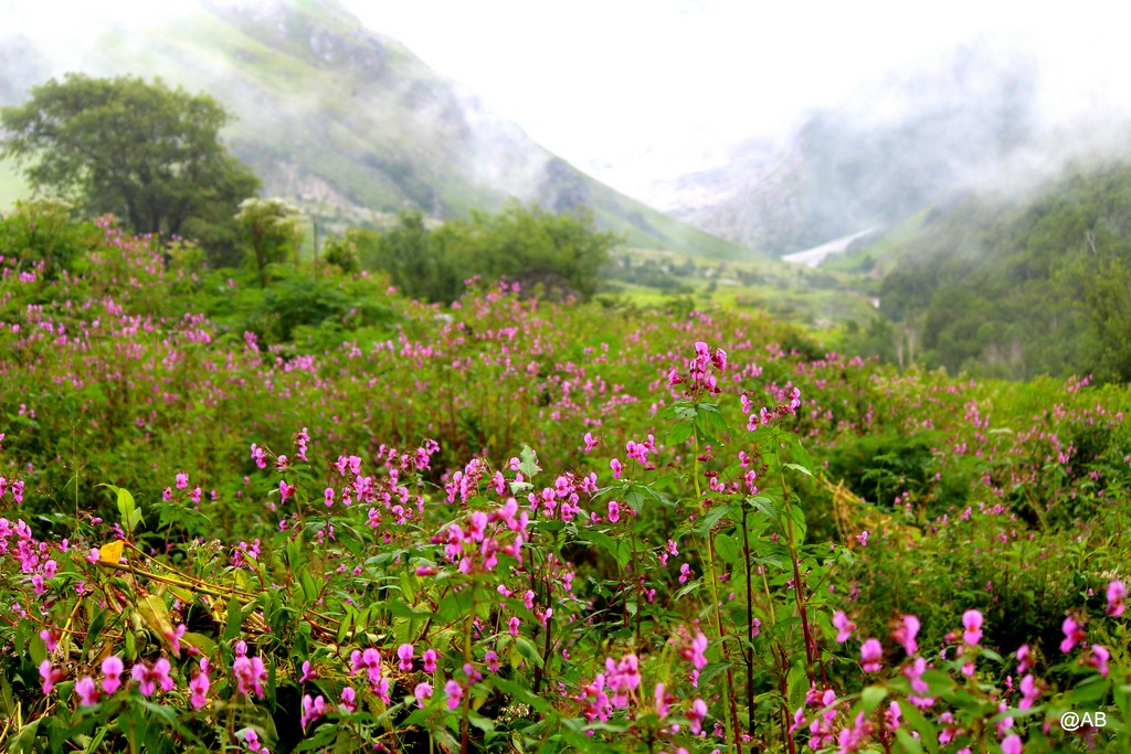 valley of flowers india bhyundar valley how to reach valley of flowers
