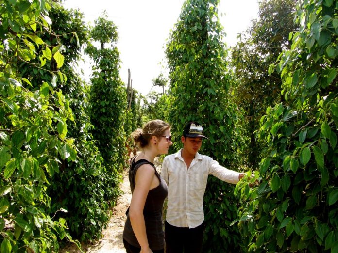 Green pepper In Kampot