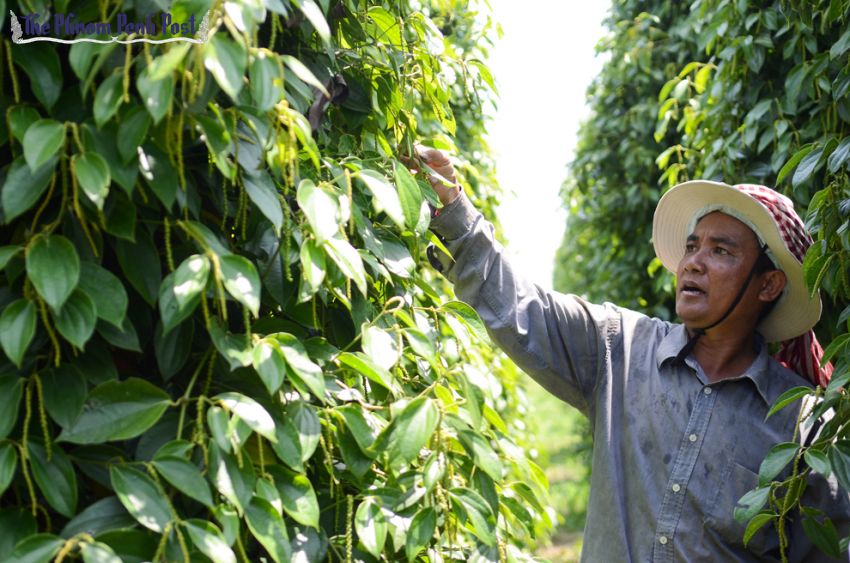 Green pepper In Kampot