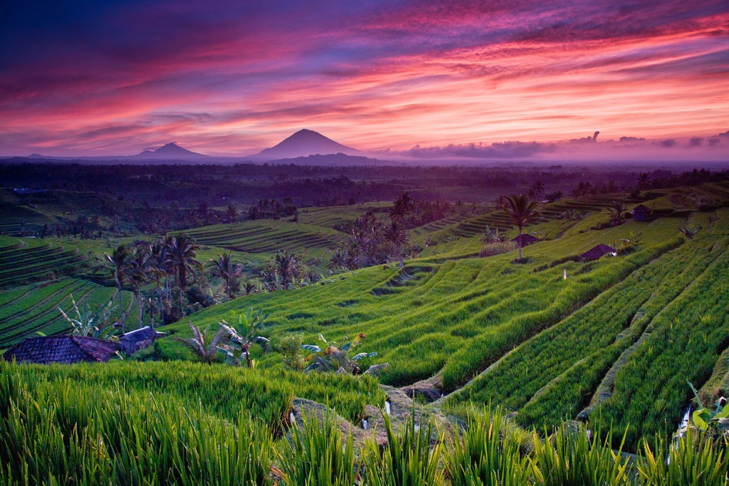 Terraced fields bali1