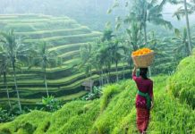 Bali one day tour & Bali itinerary 1 day — How to spend one perfect day in Bali? Terraced fields bali2