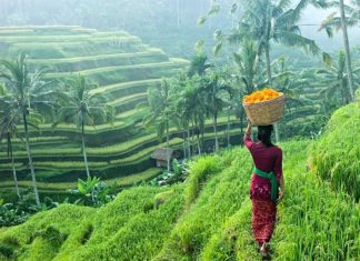 Terraced fields bali2