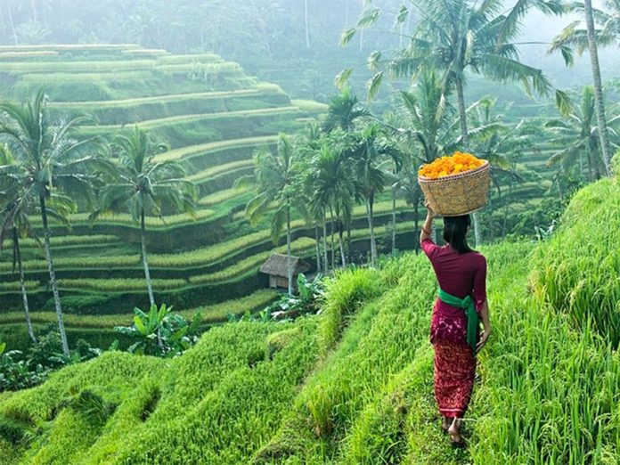 Terraced fields bali2 Terraced fields bali2