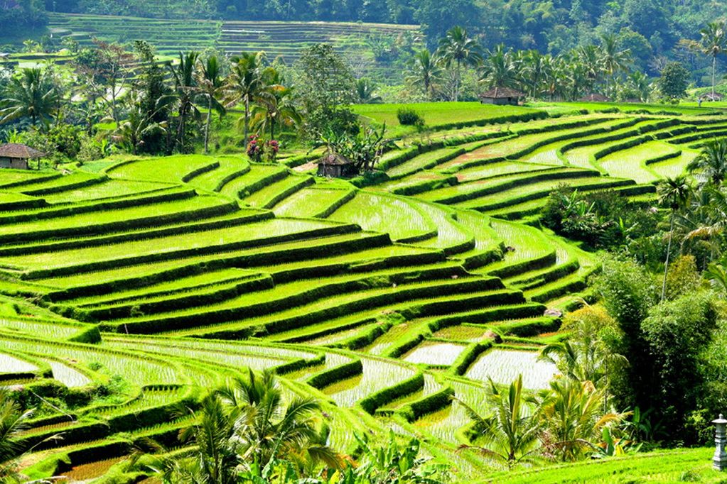 jatiluwih rice terraces bali (1)