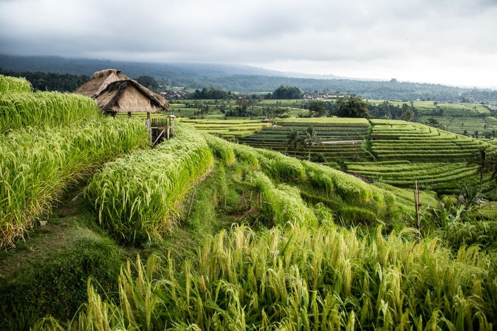 Famous Jatiluwih rice terraces in Bali