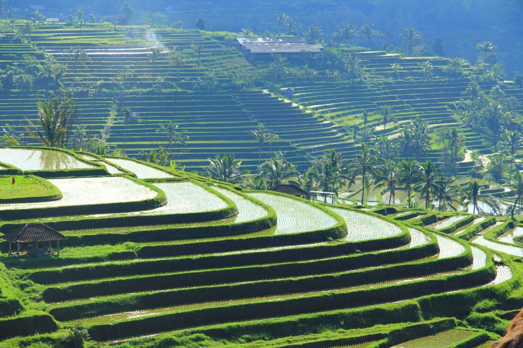 Famous Jatiluwih rice terraces in Bali