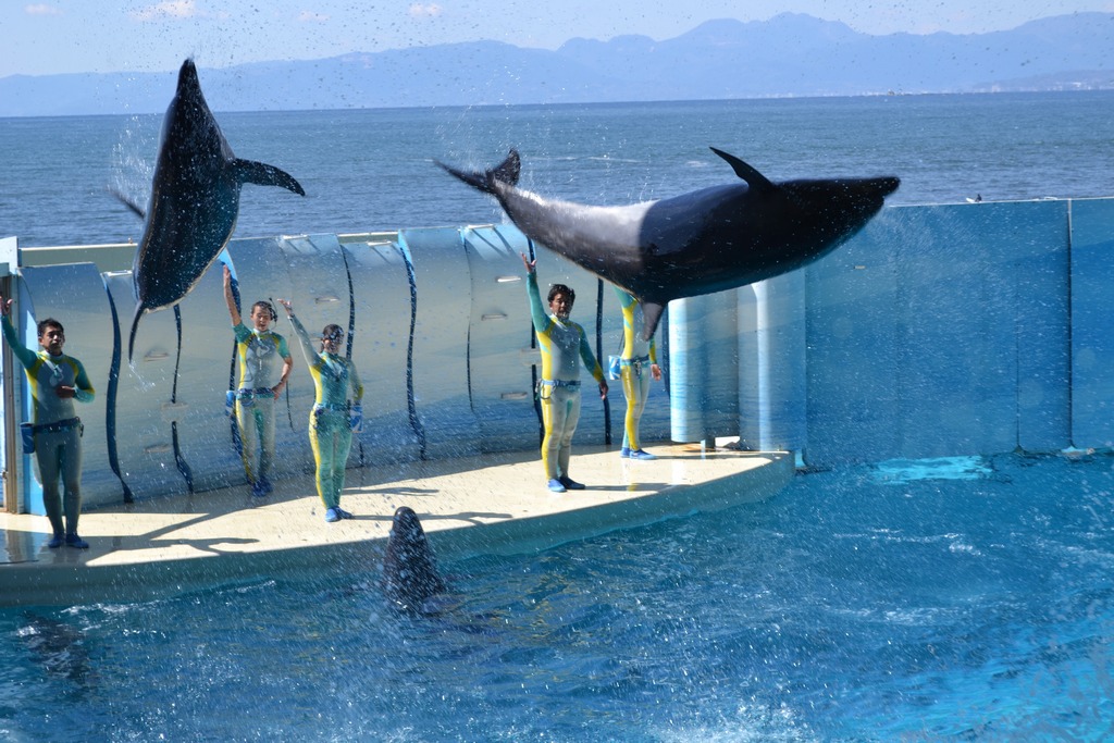 Enoshima Aquarium tokyo2