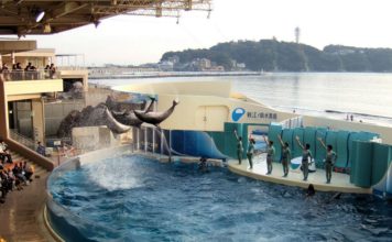 Enoshima Aquarium tokyo3