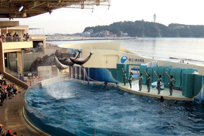 Enoshima Aquarium tokyo3 Enoshima Aquarium tokyo3