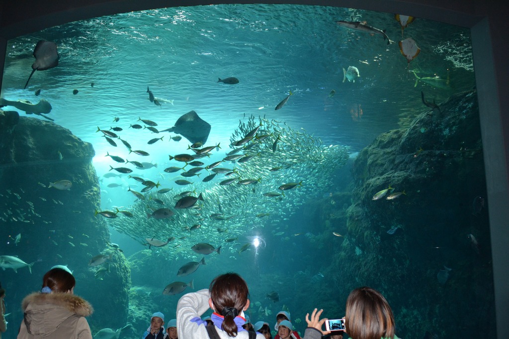 Enoshima Aquarium tokyo5