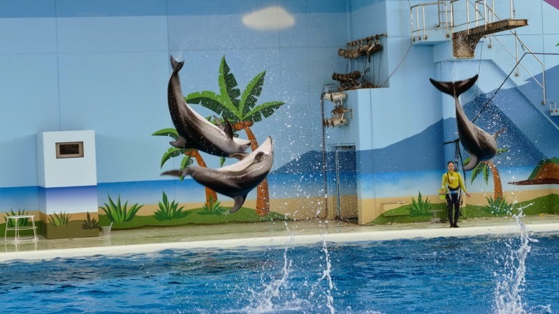 Hakkeijima Sea Paradise tokyo5 best aquarium in tokyo tokyo aquarium tokyo aquarium japan