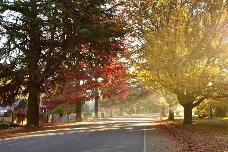 Bright town australia fall foliage places (1)