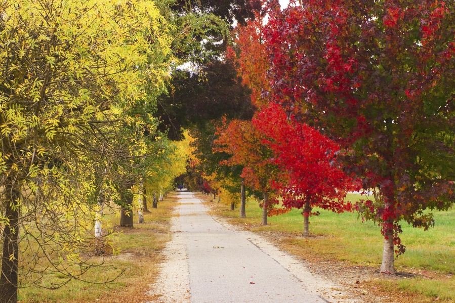 Bright town australia fall foliage places (1)