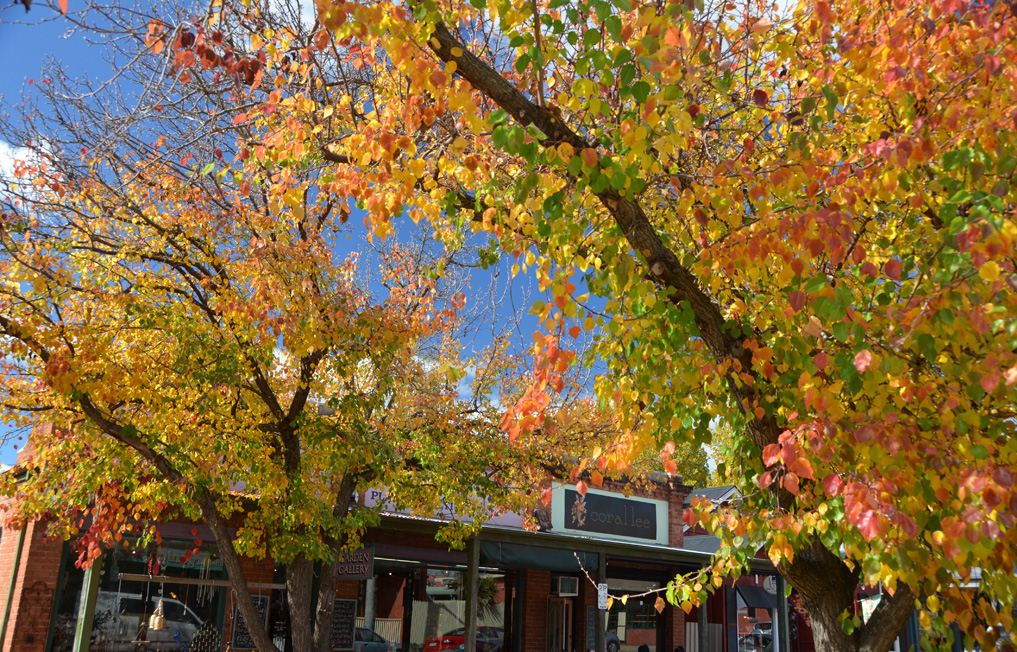 Bright town australia fall foliage places (1)