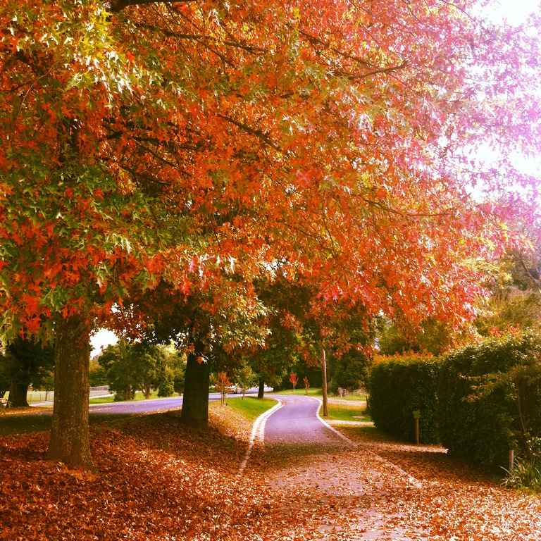 Bright town australia fall foliage places (1)