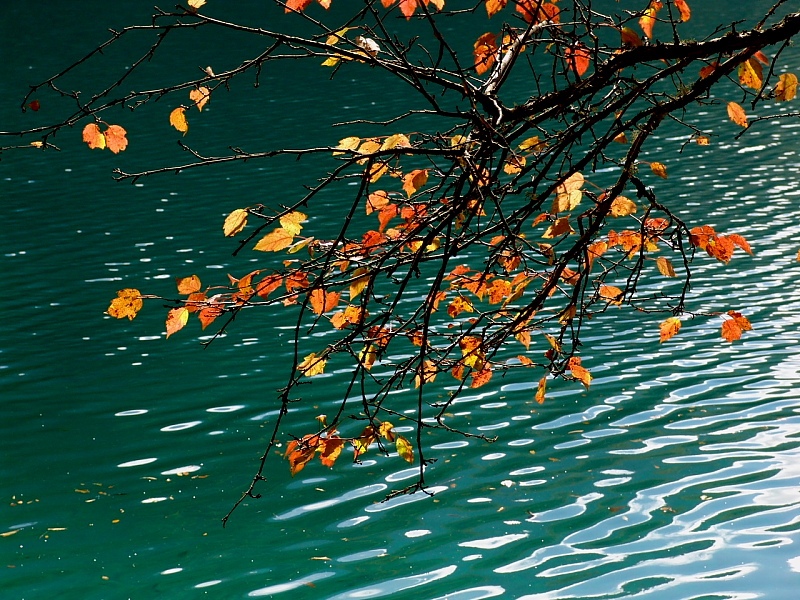 Jiuzhaigou autumn china (1)
