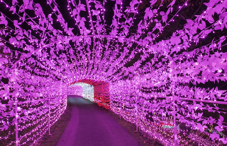 Sagamiko Illumination Forest 1