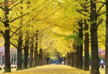 nami island autumn fall foliage destinations fall foliage places (1)