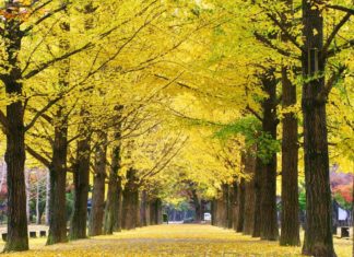 nami island autumn fall foliage destinations fall foliage places (1)