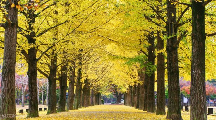 nami island autumn fall foliage destinations fall foliage places (9) nami island autumn fall foliage destinations fall foliage places (1)