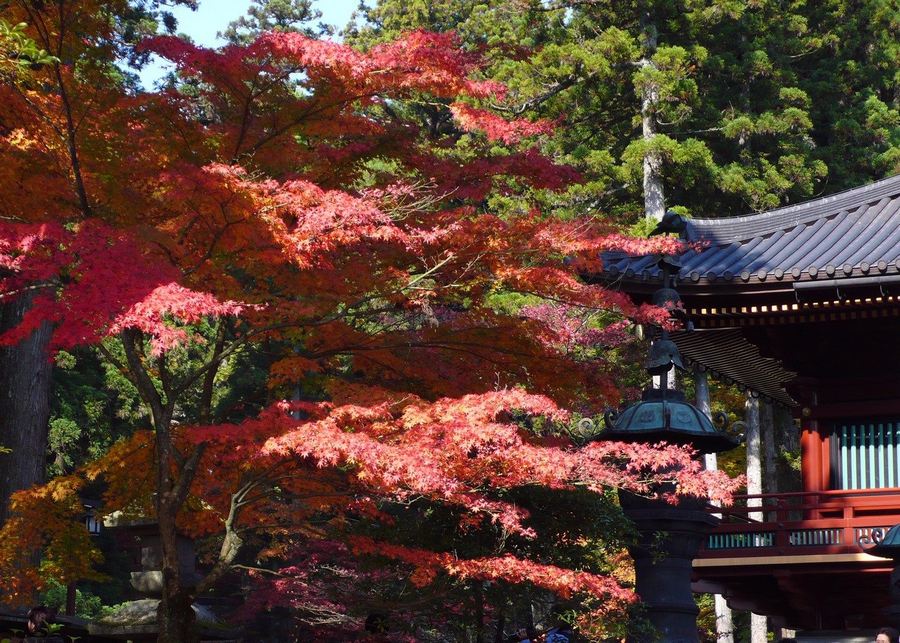 nikko places to see autumn leaves in japan (1)