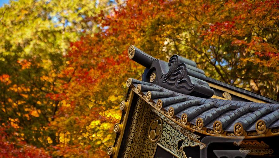 nikko places to see autumn leaves in japan (1)