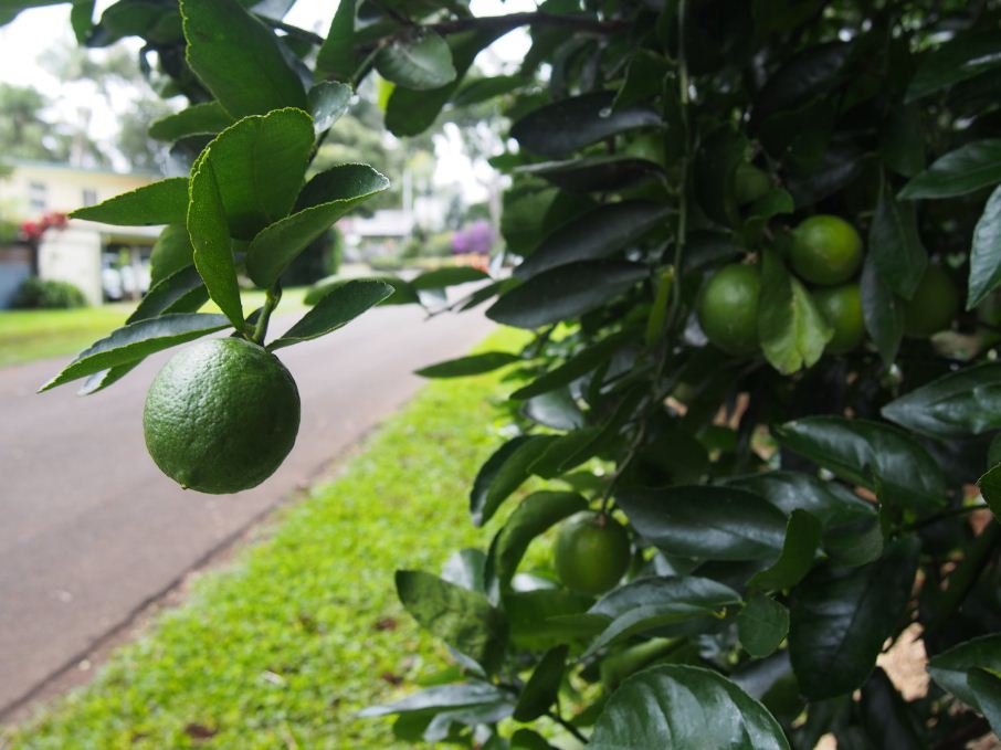 Credit: Urban food street Buderim blog.