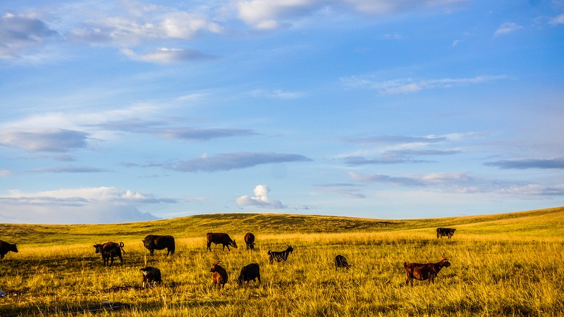 gobi desert tour mongolia travel blog gobi desert travel (1)