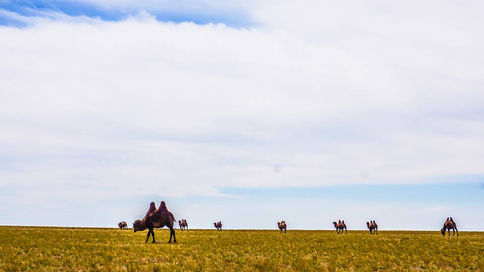 Credit: Gobi travel blog