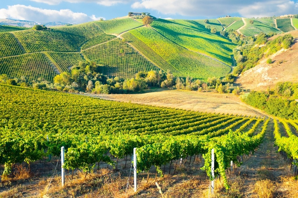 large-vineyard-in-bordeaux best cities for honeymoon in europe