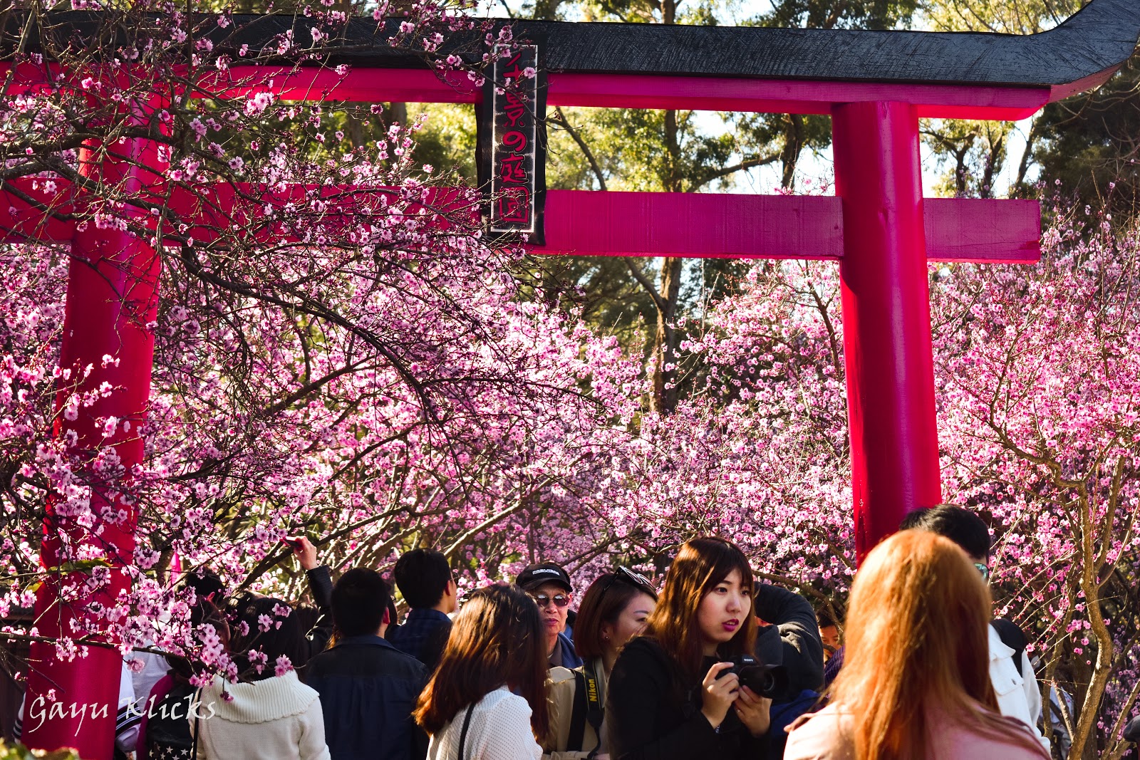 Cherry Blossom