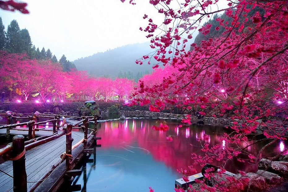 Cherry Blossom Festival3
