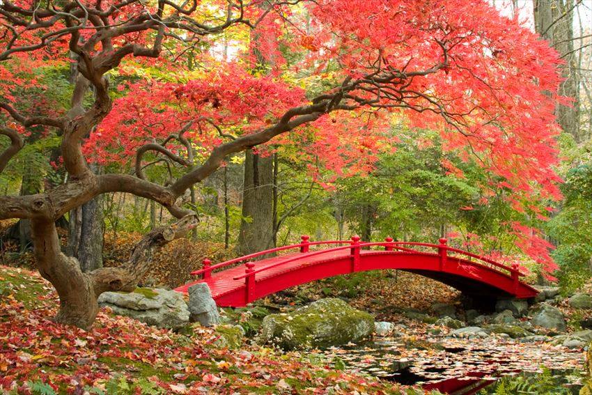 Garden in Japan japanese culture traditions japanese culture facts