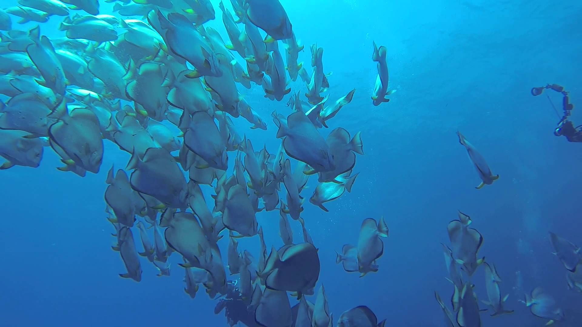 Sharks Reef, Ras Mohammed