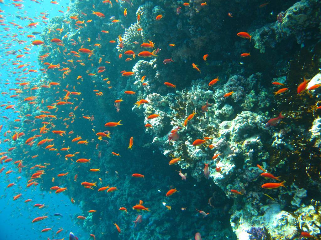 Tempest – Shark _ Yolanda Reef