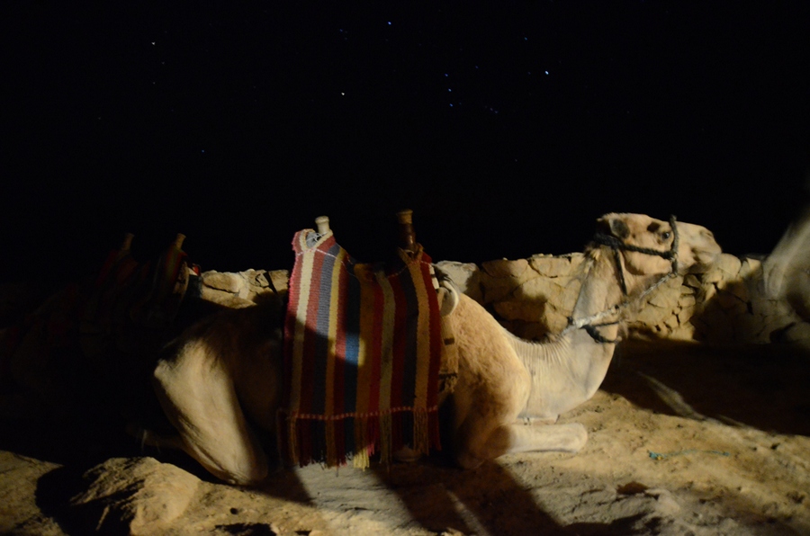 camel-mt-sinai