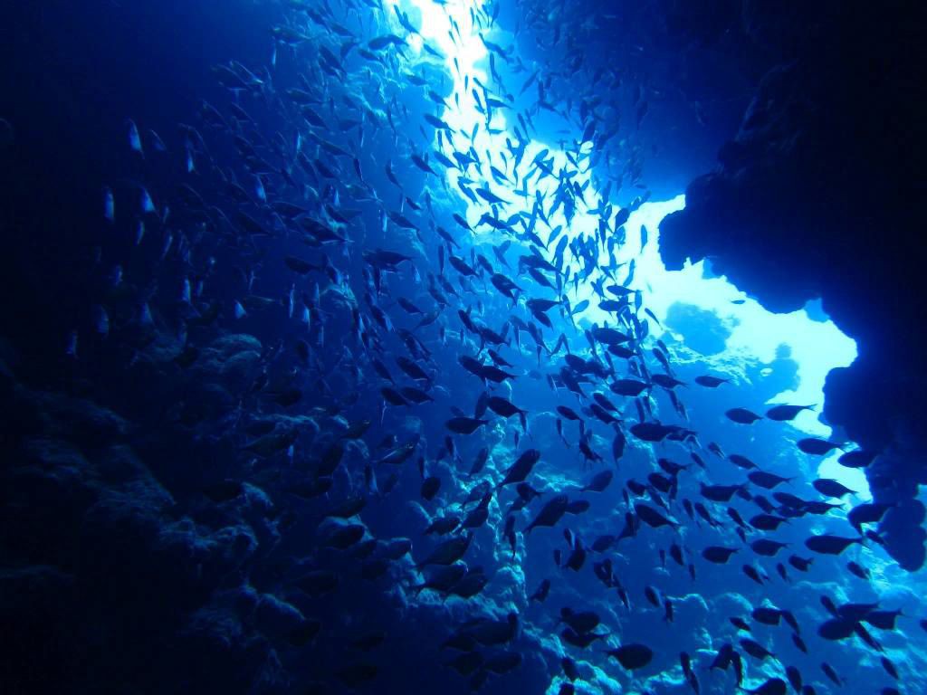 shark reef diving sinai