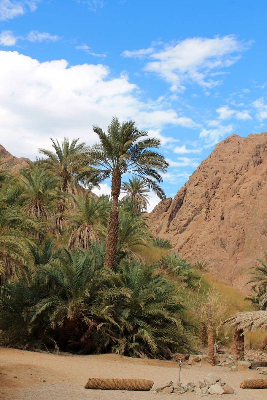 sinai desert