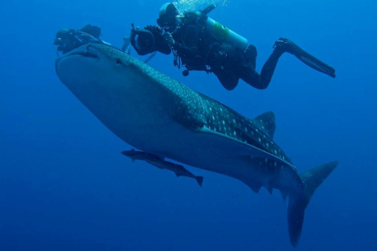 whale-shark-1280×853
